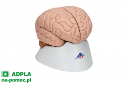 Model ludzkiego mózgu, 8 części 3B Smart Anatomy kat. 1000225 C17